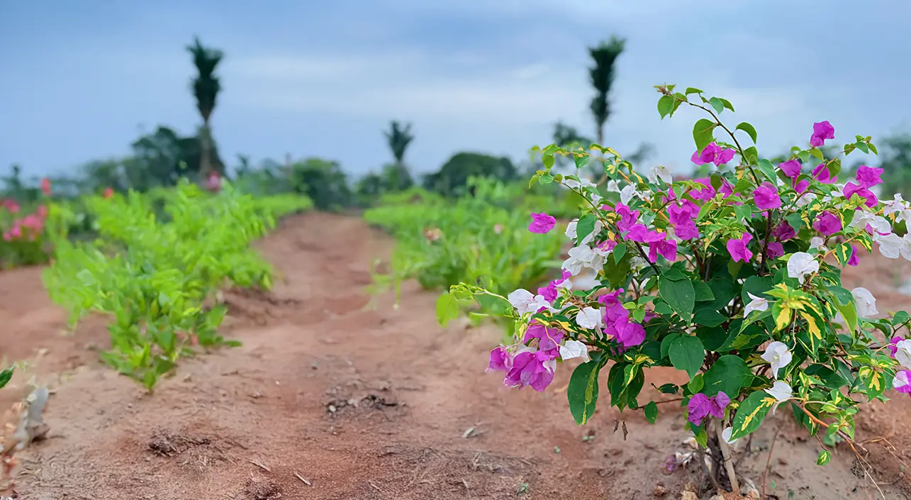 openplots-shadnagar-plots-gallery-image-pavani-group-03
